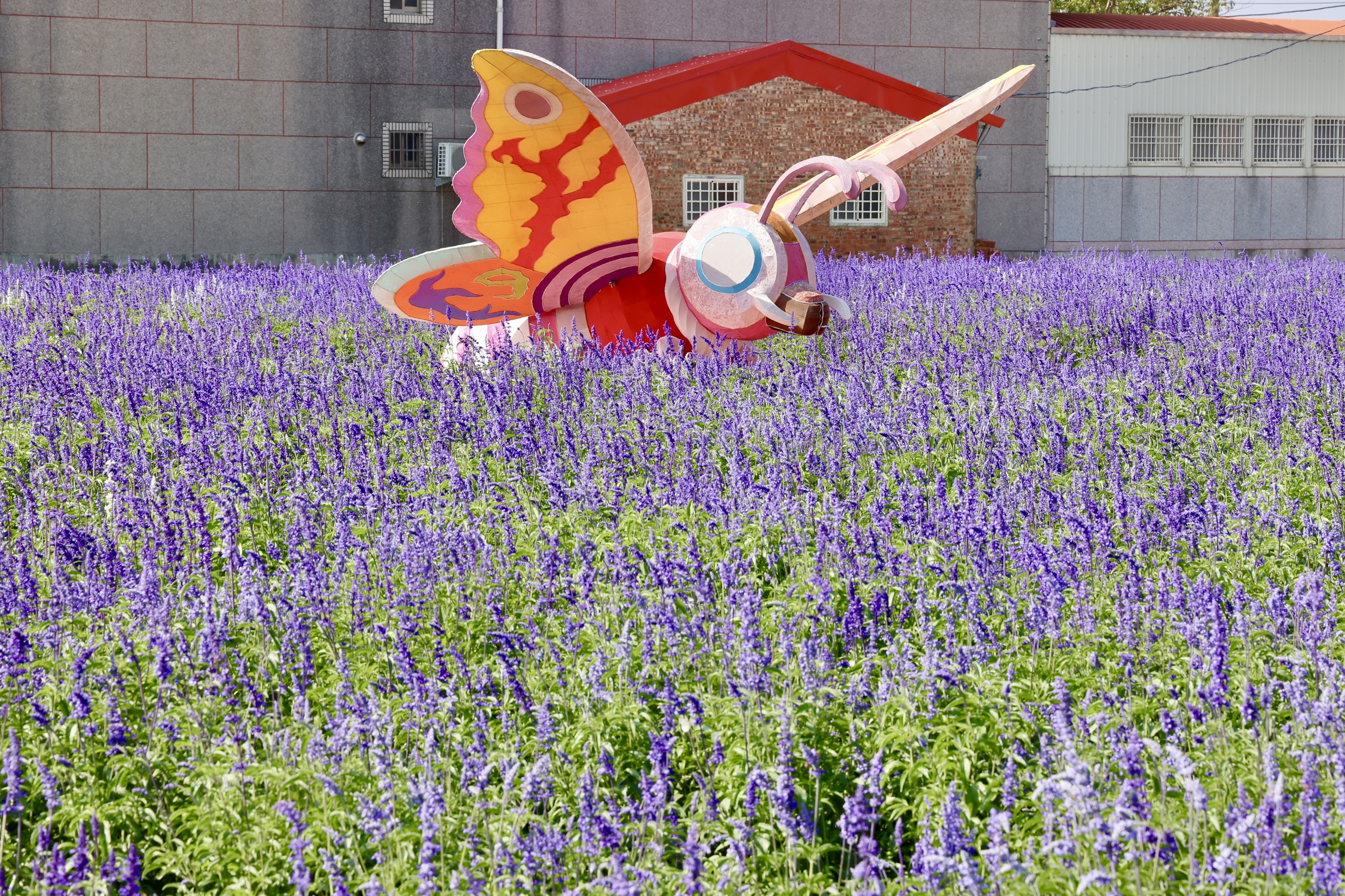 2.6公頃五彩花毯繽紛綻放  黃偉哲邀漫步學甲蜀葵花海