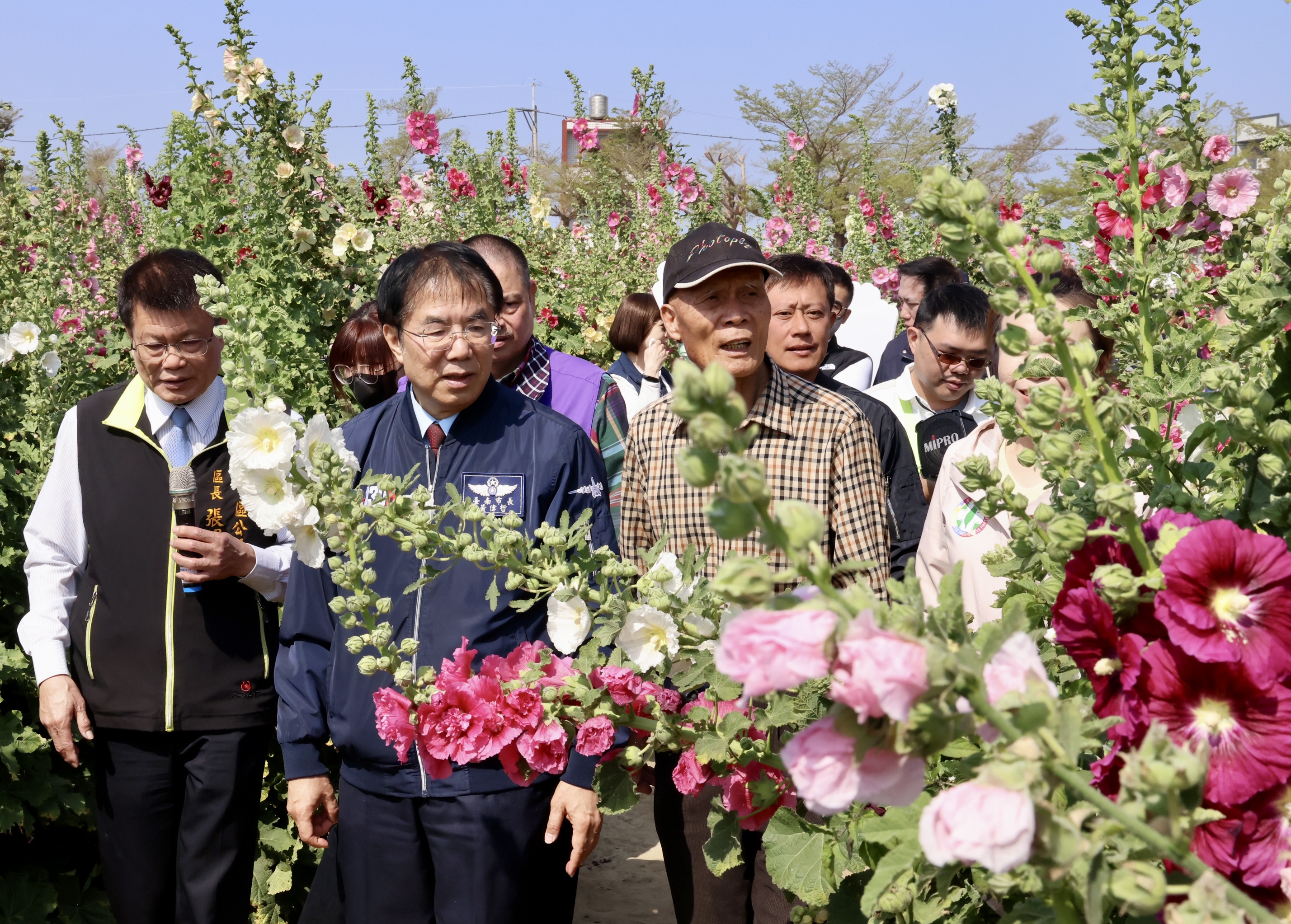 2.6公頃五彩花毯繽紛綻放  黃偉哲邀漫步學甲蜀葵花海