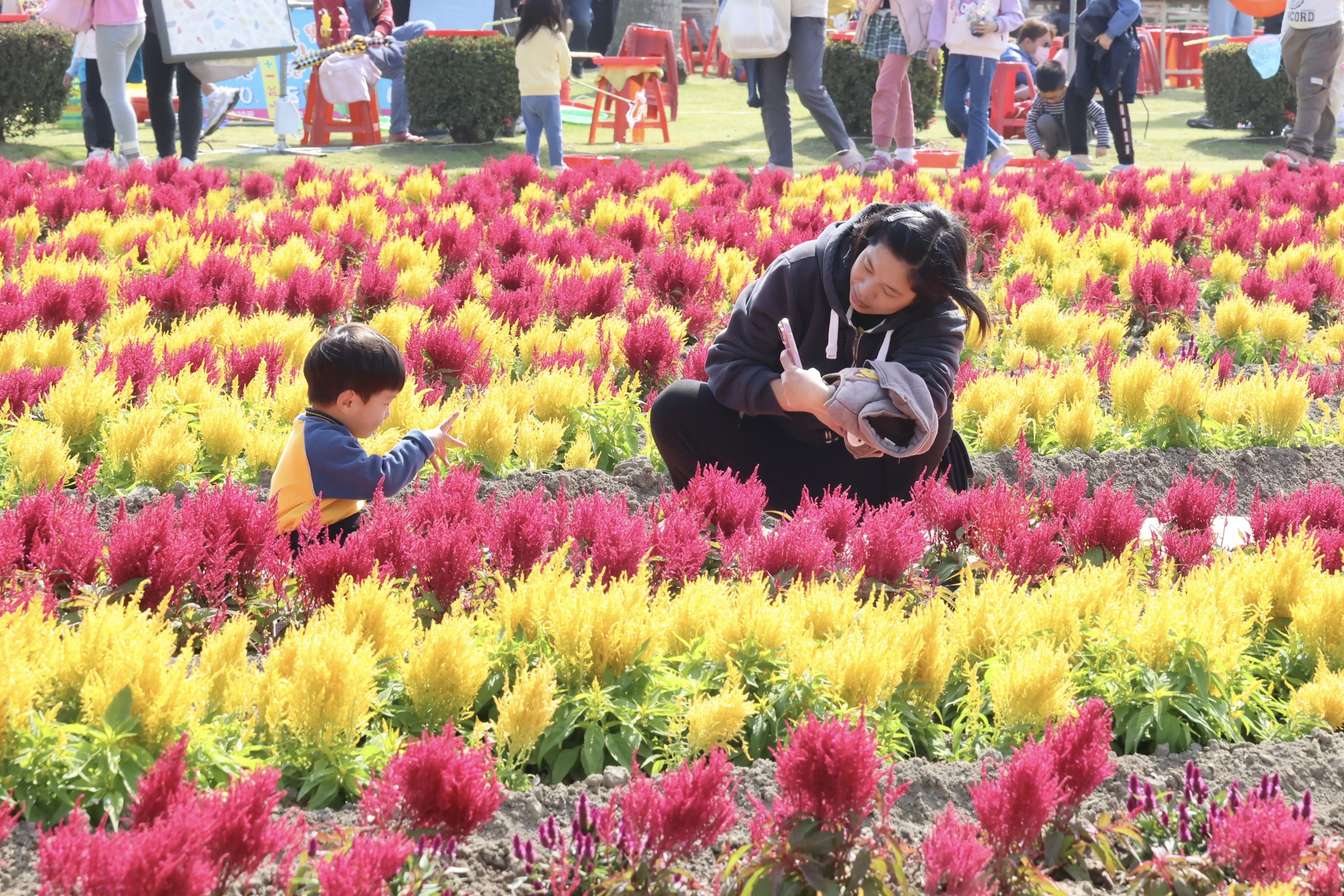 2.6公頃五彩花毯繽紛綻放  黃偉哲邀漫步學甲蜀葵花海