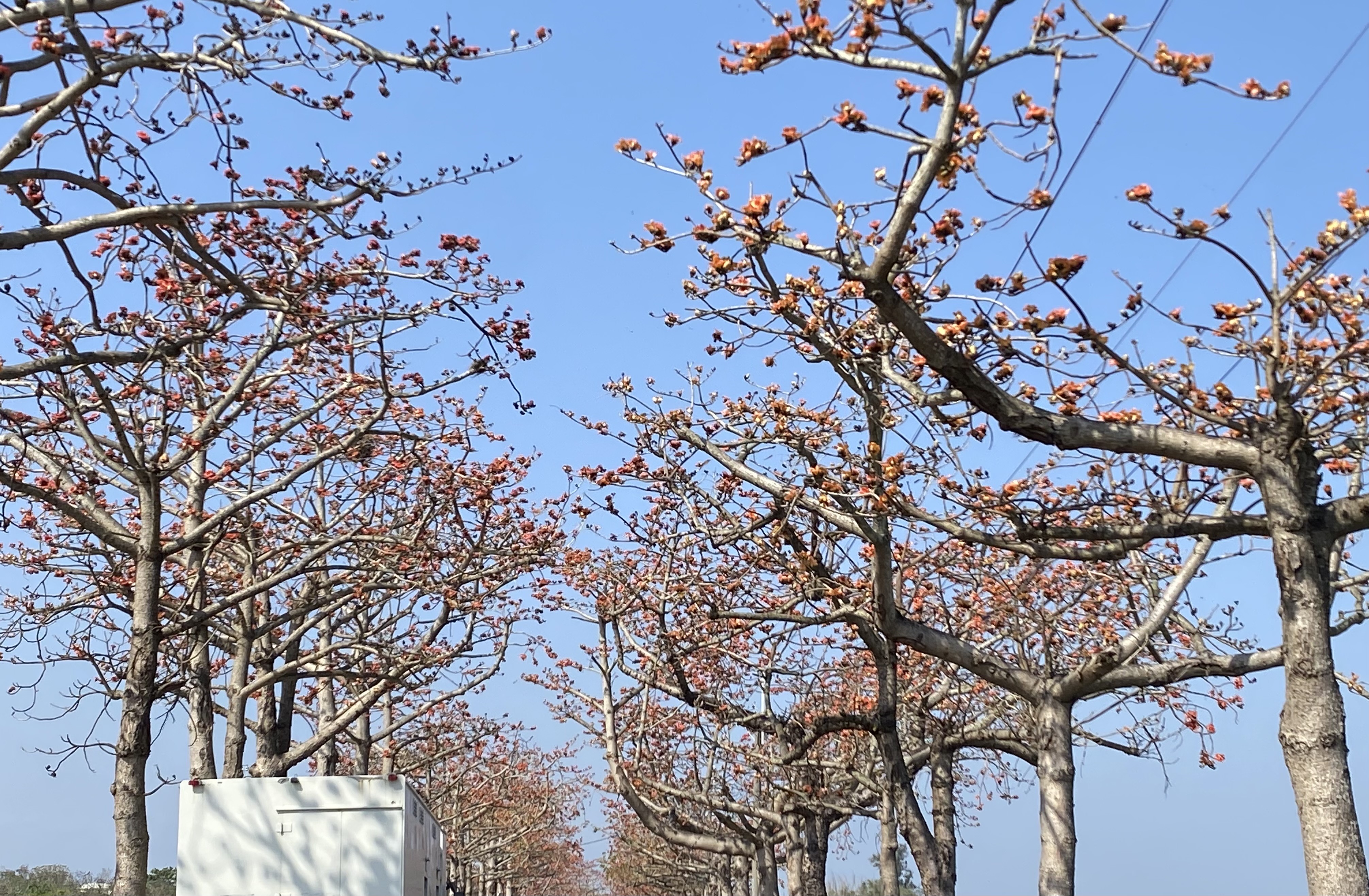 橘紅木棉花海迎春　將軍紅蘿蔔同樂會熱鬧登場