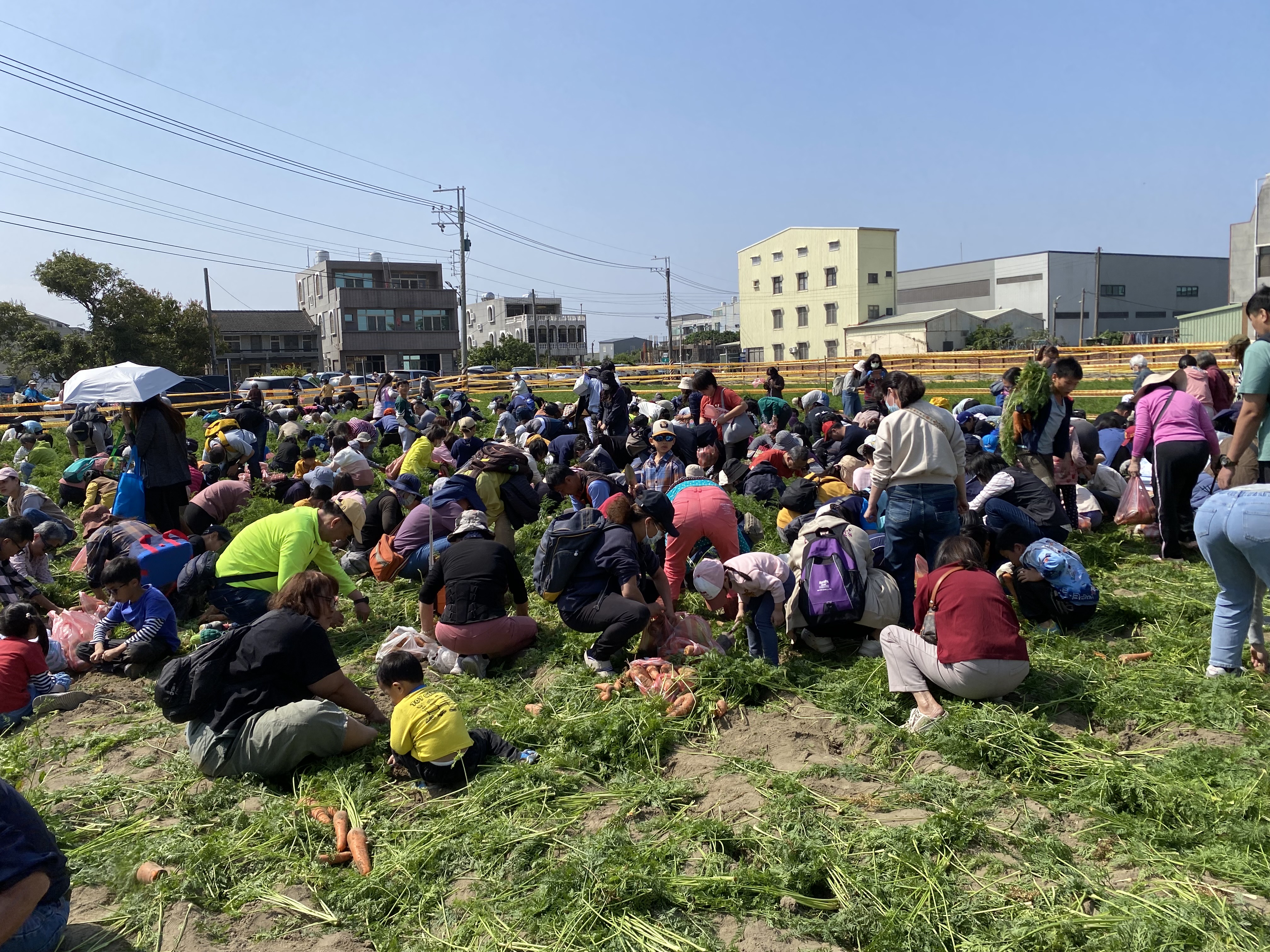台南將軍木棉花海與紅蘿蔔同樂會，迎接新年歡慶