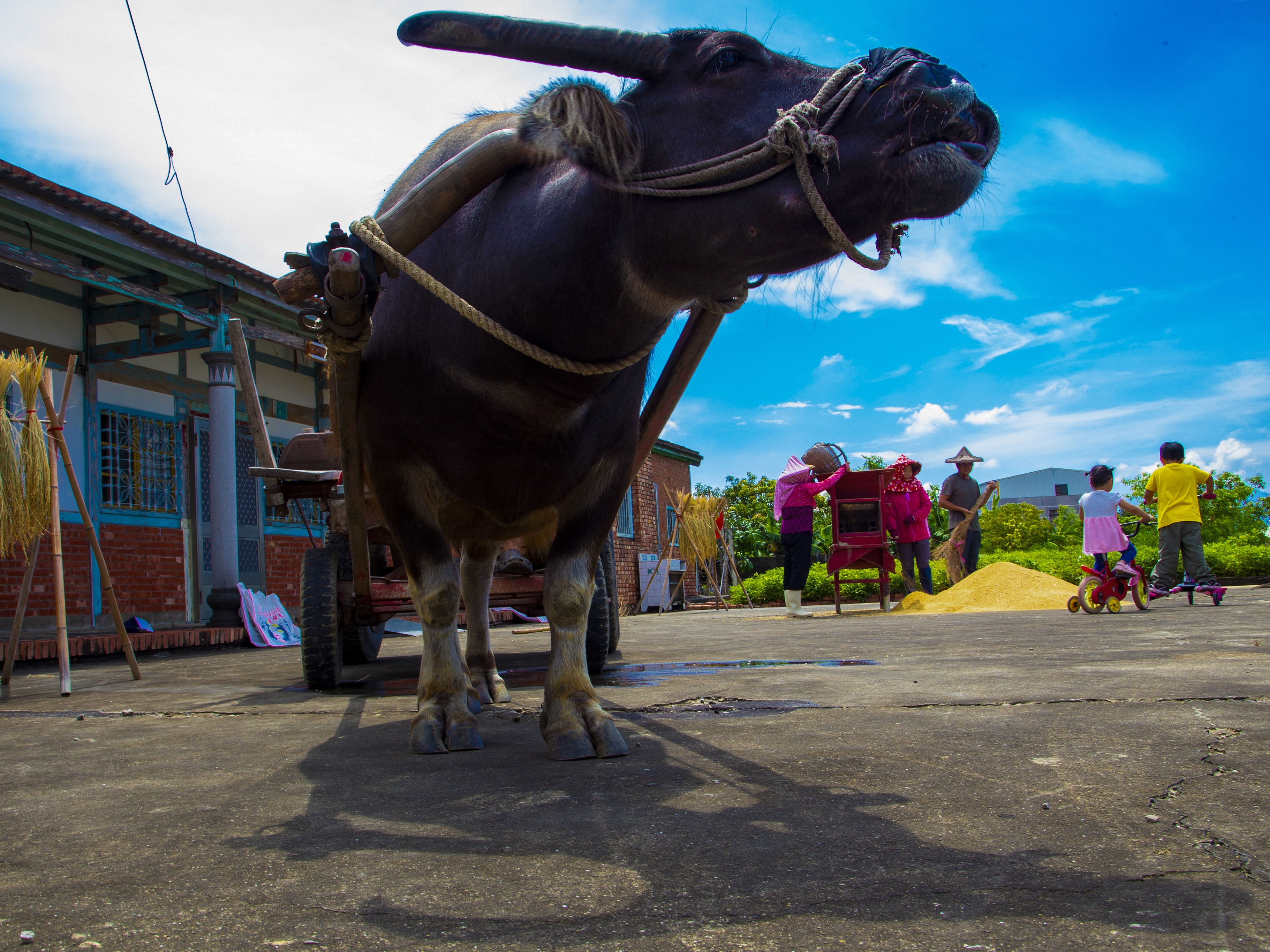 「米蘭之鄉•後壁之美攝影展」永華市政中心隆重登場