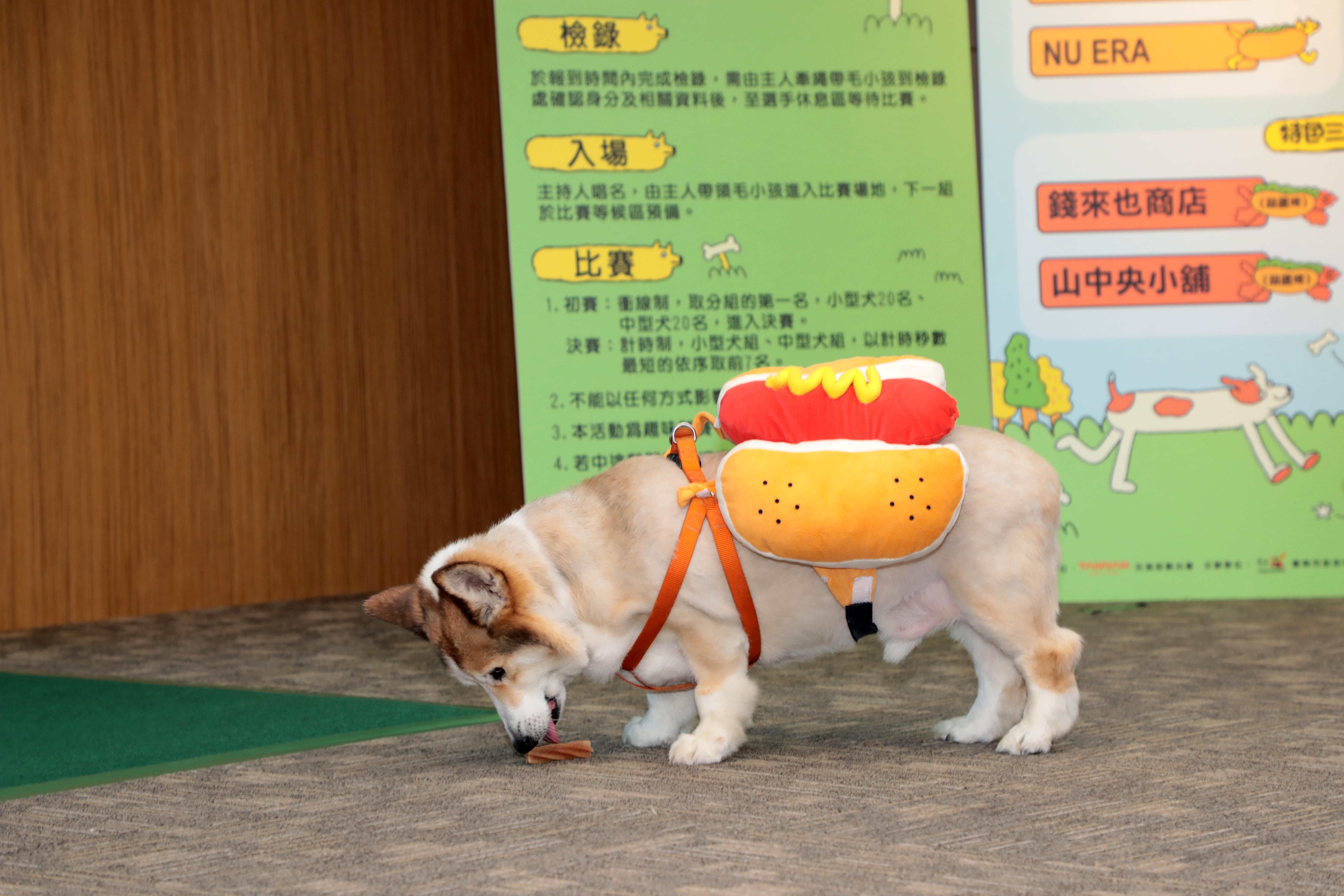 毛孩奔跑萌翻全場！台南虎頭埤第二屆熱狗盃開放報名 黃偉哲邀全民共襄盛舉
