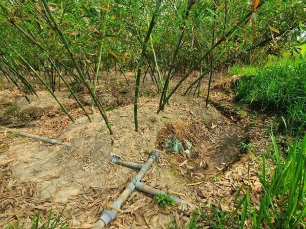 曹姓筍農首次在竹筍園施灌畜牧肥水,竹筍園現地灌溉設施成果。