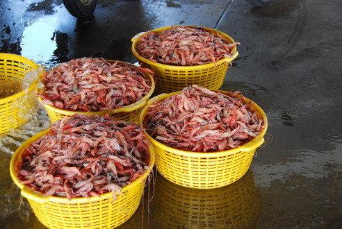 挑選安平港的火燒蝦