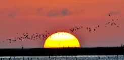 夕陽下的黑腹燕鷗