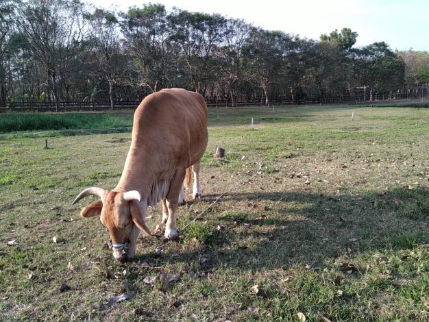 牛隻在草地上吃草及悠閒散步