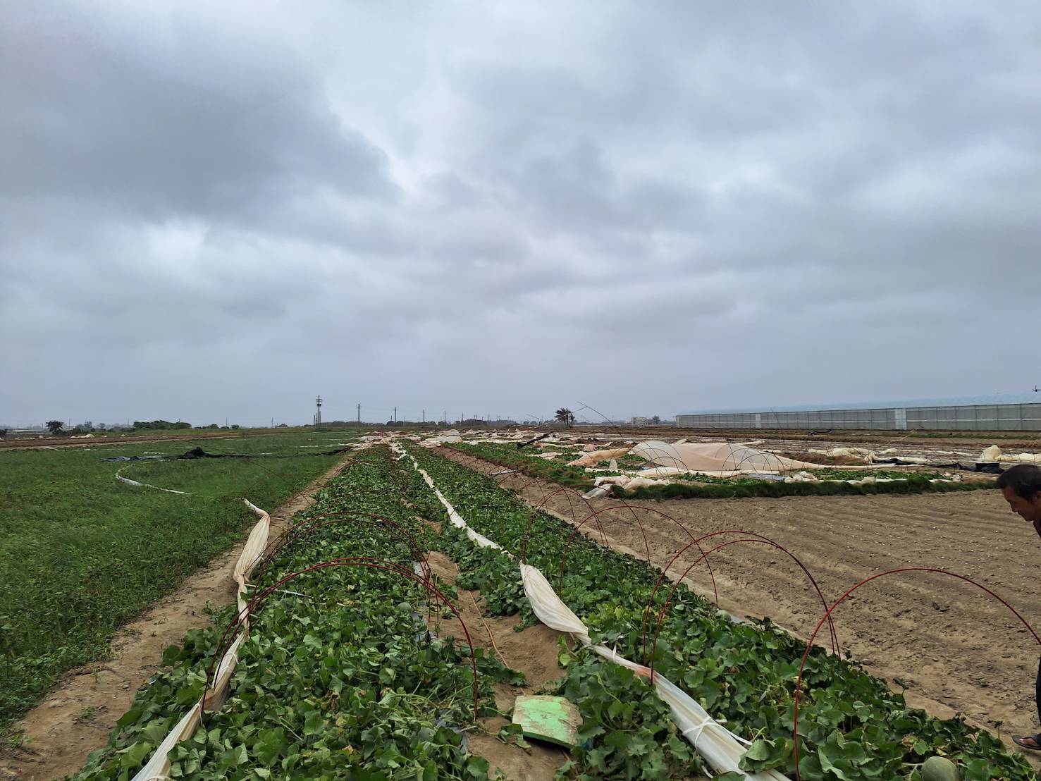 小犬颱風造成北門、將軍、學甲洋香瓜災損 黃偉哲市長督促農業局已在今天彙整資料向農糧署申報天然災害救助