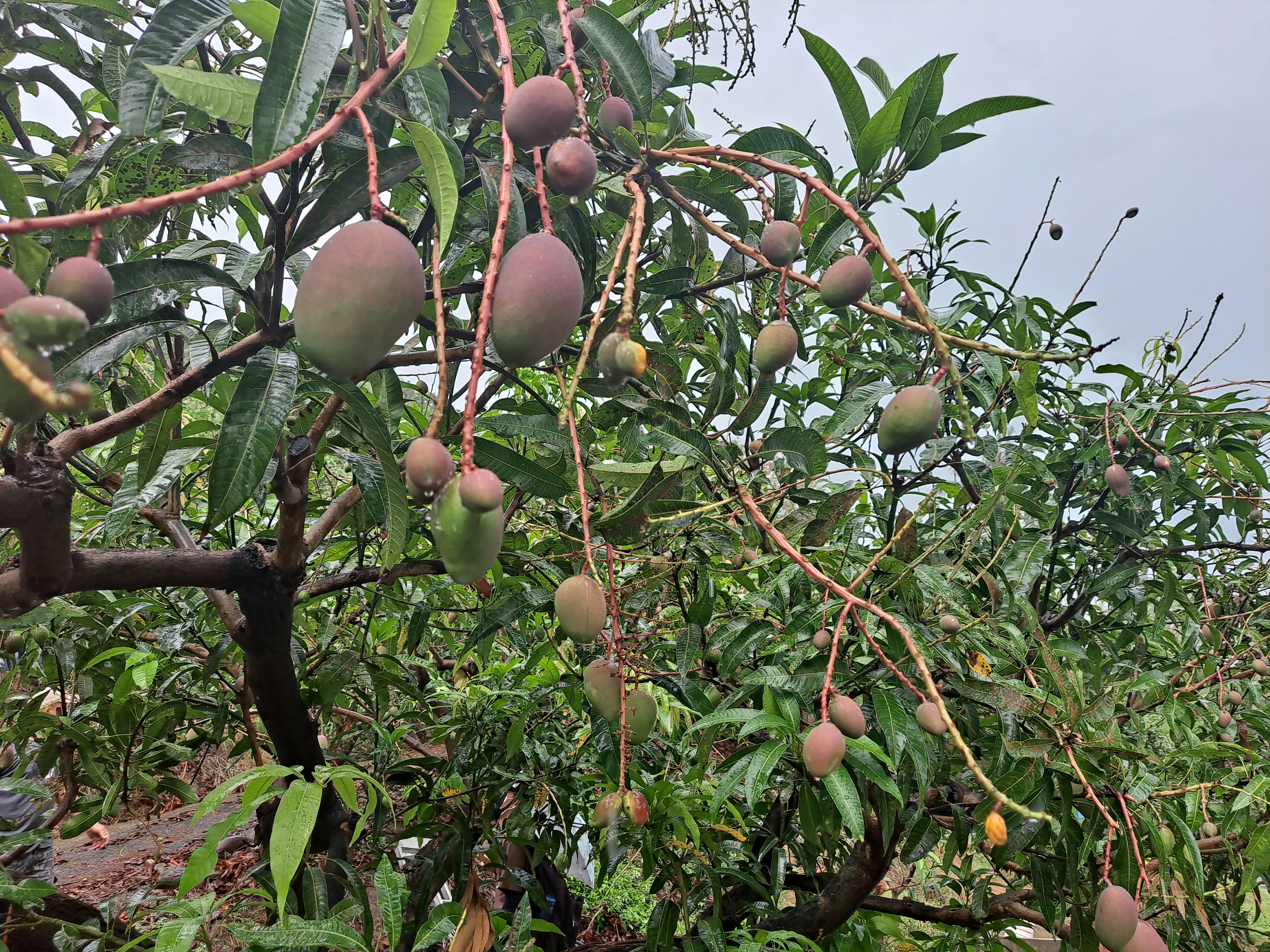 臺南市改良種芒果受2月低溫影響著果率  5月8日至5月17日受理現金救助申請