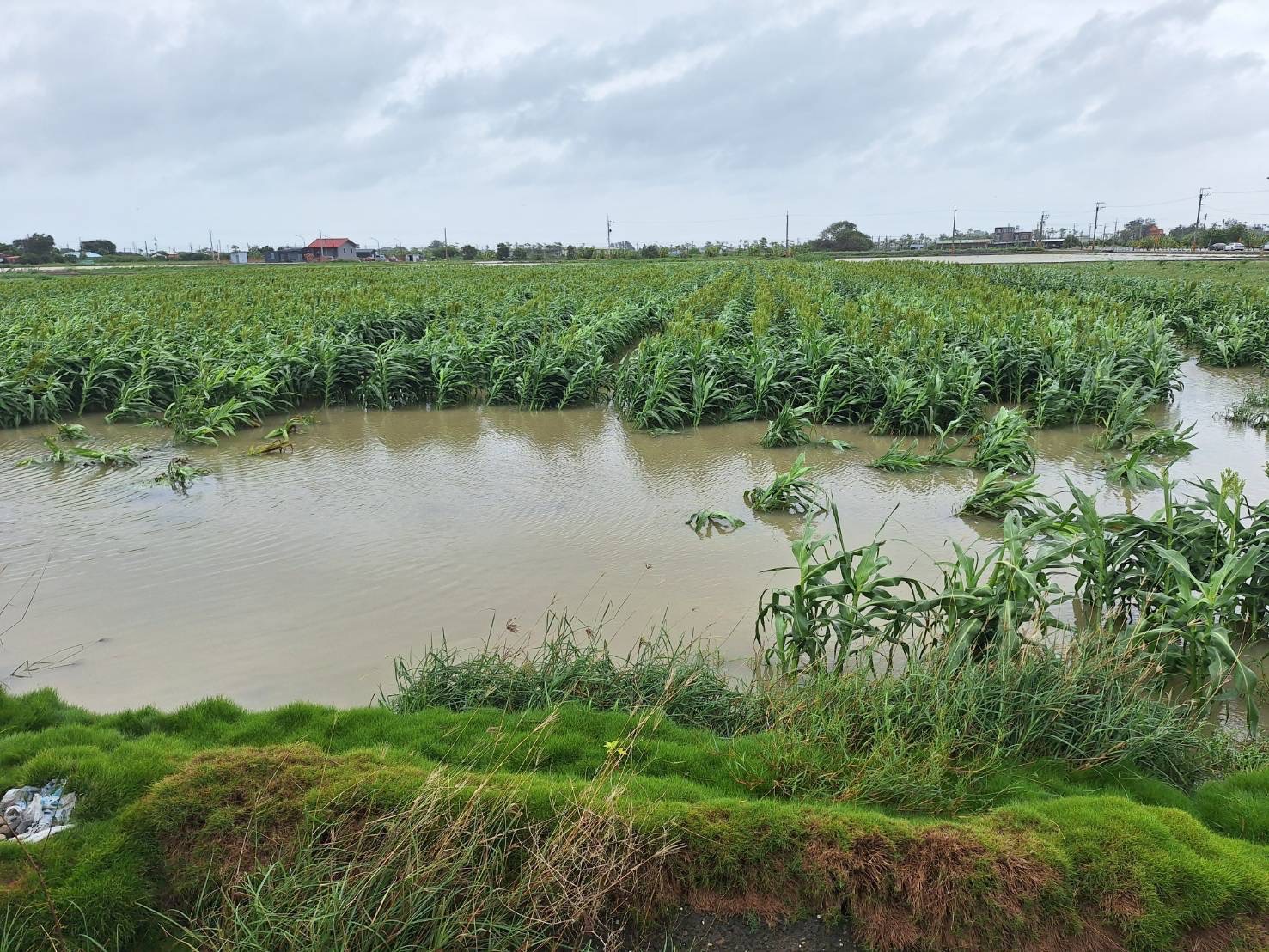 臺南市農產業受凱米颱風災損  7月27日至8月5日受理現金救助申請