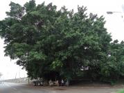 臺南市第206號列管保護樹木---榕樹