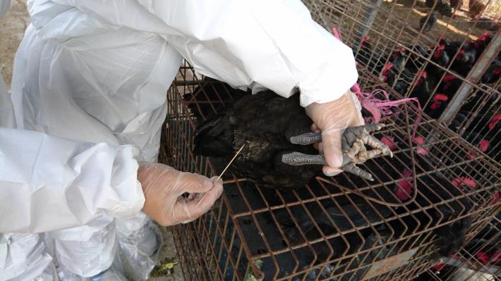 圖一、動保處於本市家禽理貨場進行禽流感採樣監測。