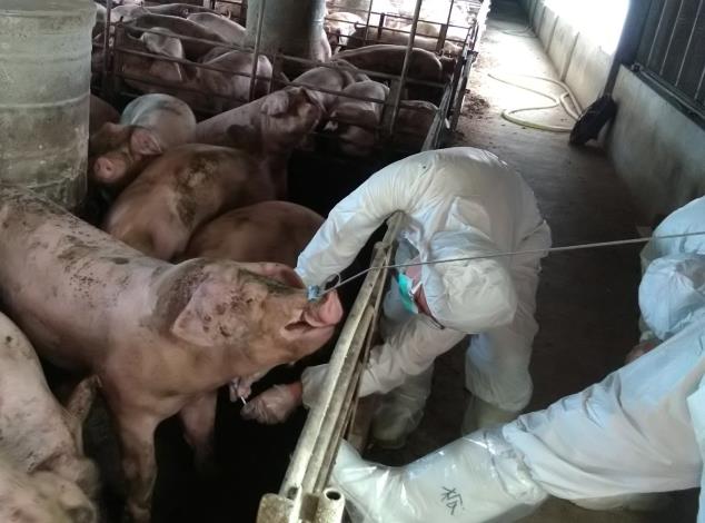 圖二、畜牧場豬隻上市前用藥監測，避免違規產品流入市面。