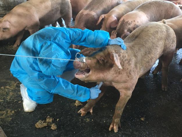 圖一、畜牧場豬隻上市前用藥監測，避免違規產品流入市面。