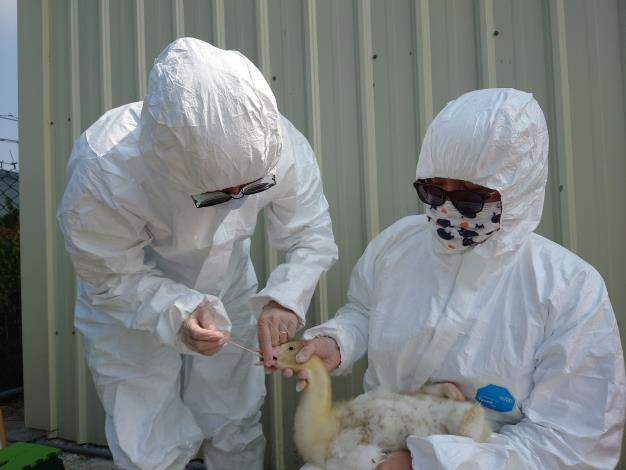 圖二、動物防疫人員進行禽場監測採樣。