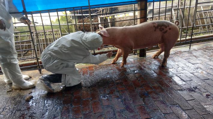 圖三、動保處人員至養豬場採樣送檢，確認豬隻健康