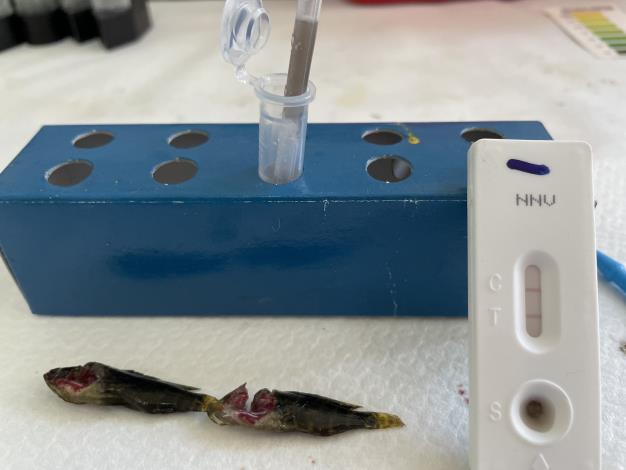 圖三、動保處提供養殖戶魚苗病毒性疾病篩檢(包括石斑魚苗虹彩病毒及神經壞死病毒快篩檢。