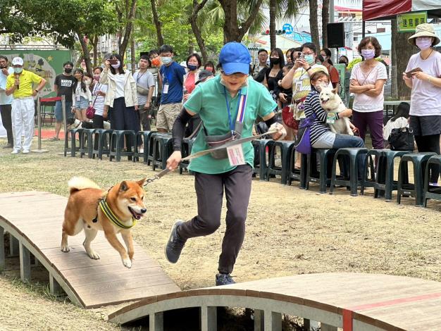 圖八、大型犬比賽飼主跟狗狗合作跑向終點。
