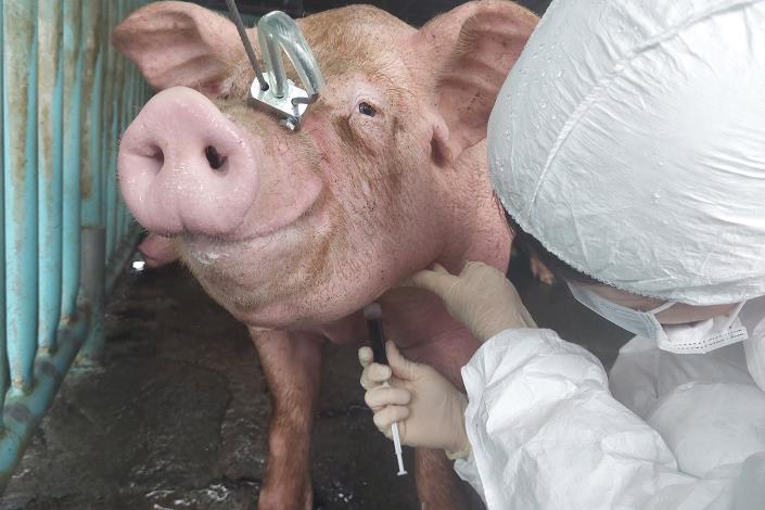 圖六、動保處持續進行養豬場採樣監測。