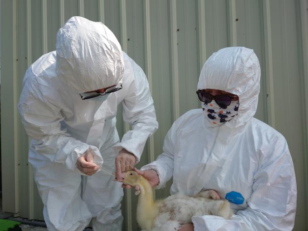 圖二、動物防疫人員進行禽場監測採樣