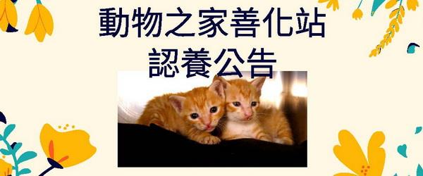 動物之家善化站認養公告