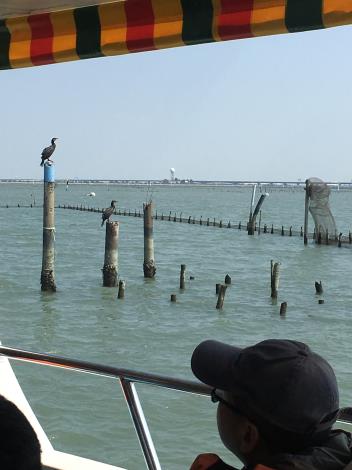 圖6.搭乘娛樂漁筏觀賞野鳥生態-龍海號提供