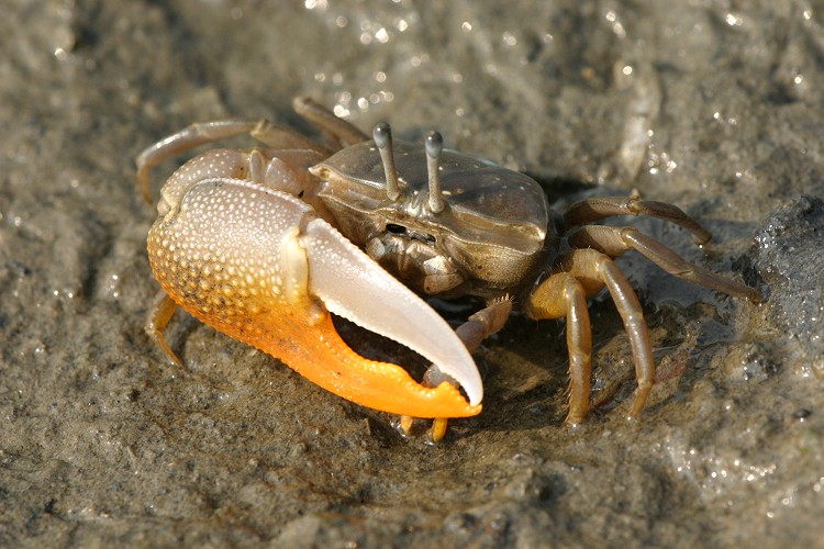 黃螯招潮蟹