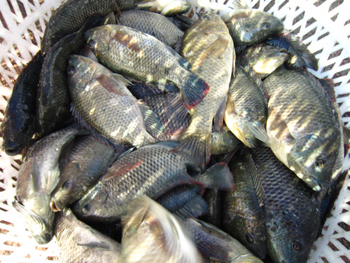 Wuguo Fish (Taiwan tilapia)