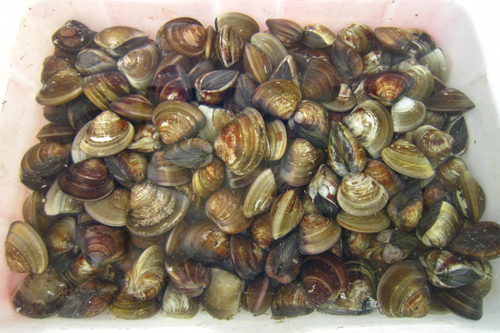 Wenge (Common orient clam, or hamaguri)