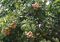 Longan belongs to the sapindaceae family and is also known as gueiyuan, yuanyen and longmu in Chinese. 