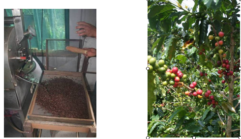The most ideal environment for coffee trees to grow is between the Tropic of Cancer and the Tropic of Capricorn