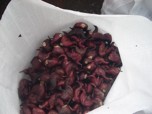 羅國治菱角 羅國治菱角