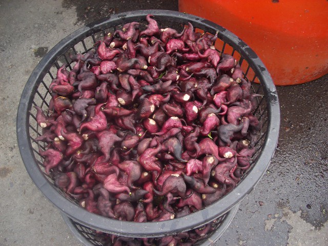 羅國治菱角 羅國治菱角