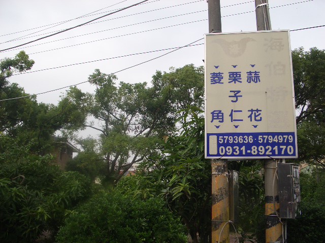 王清海菱角 王清海菱角