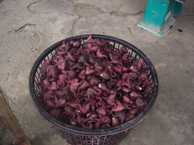 王清海菱角 王清海菱角