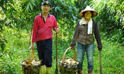 兩位農夫採竹筍