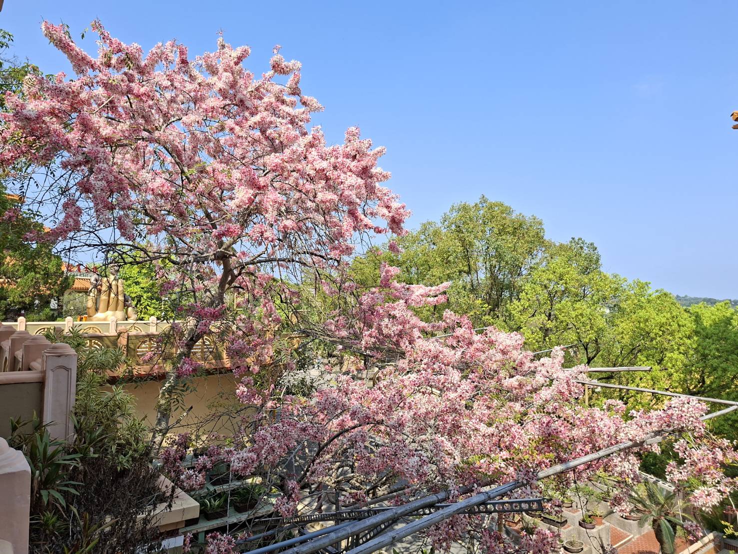 南化糖蜜浪漫遇 寶光花旗尋覓境  市長黃偉哲邀您共賞粉紅花海