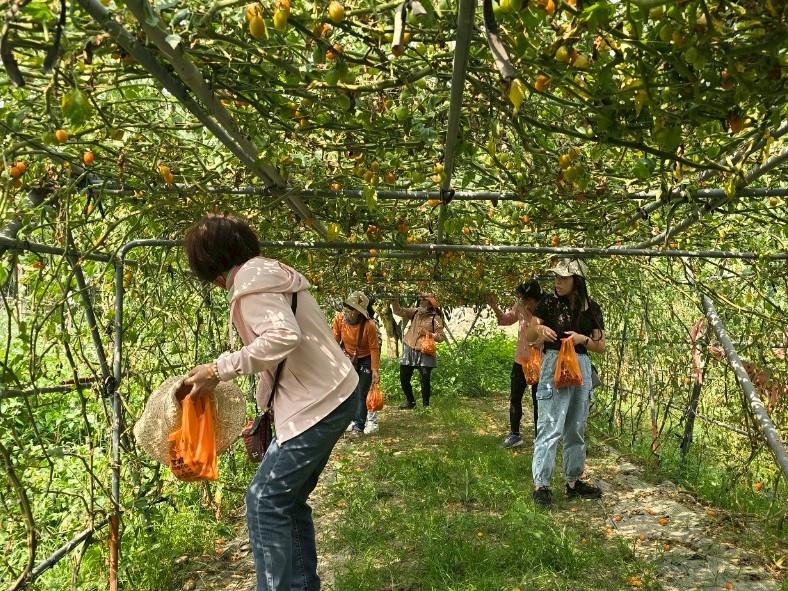 2026螢光花泉季 漫遊之旅3月31日搶先開放報名 春遊臺南正當時 走進楠西賞花泡湯感受幸福氛圍