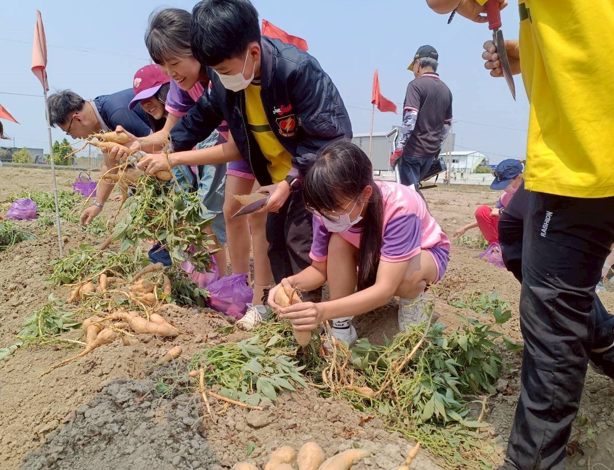 一鏟一笑挖出節氣美味 南市永康國小食農體驗 從產地到餐桌認識地瓜