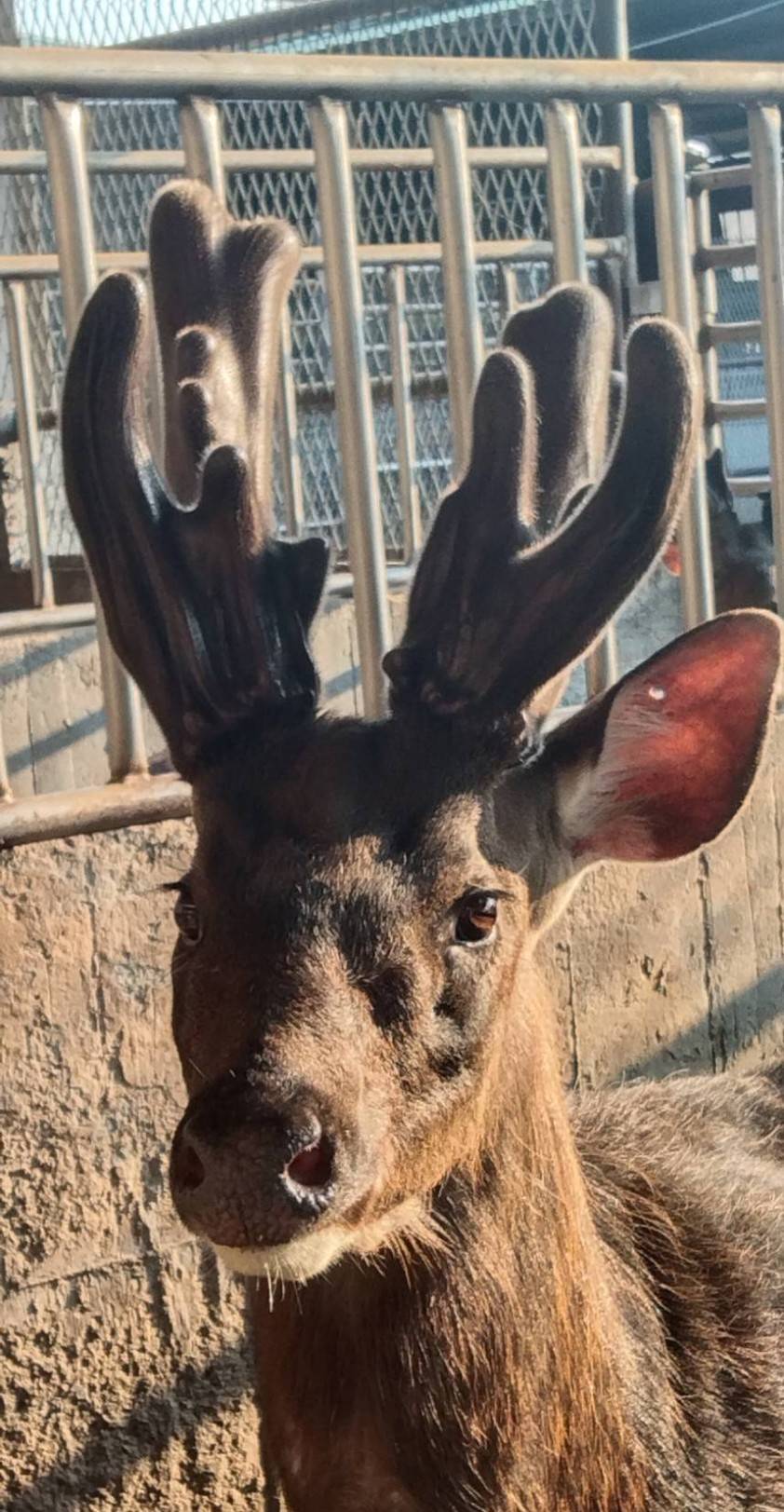 春末鹿茸正當時 安心選購國產鹿茸