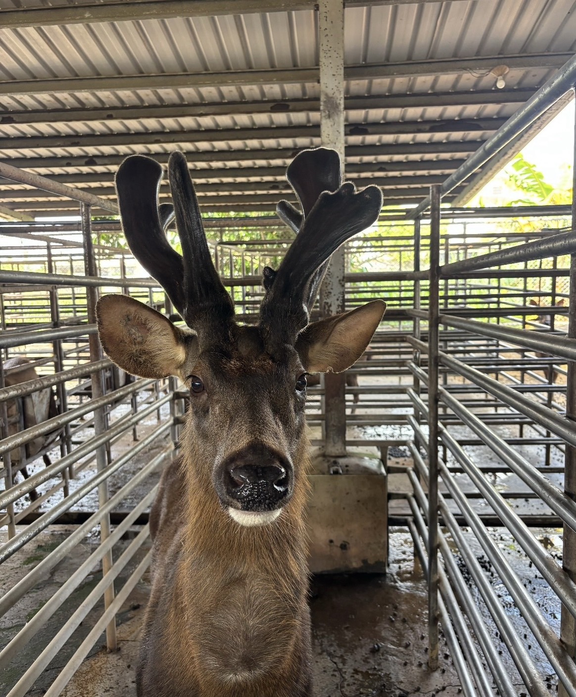 春末鹿茸正當時 安心選購國產鹿茸