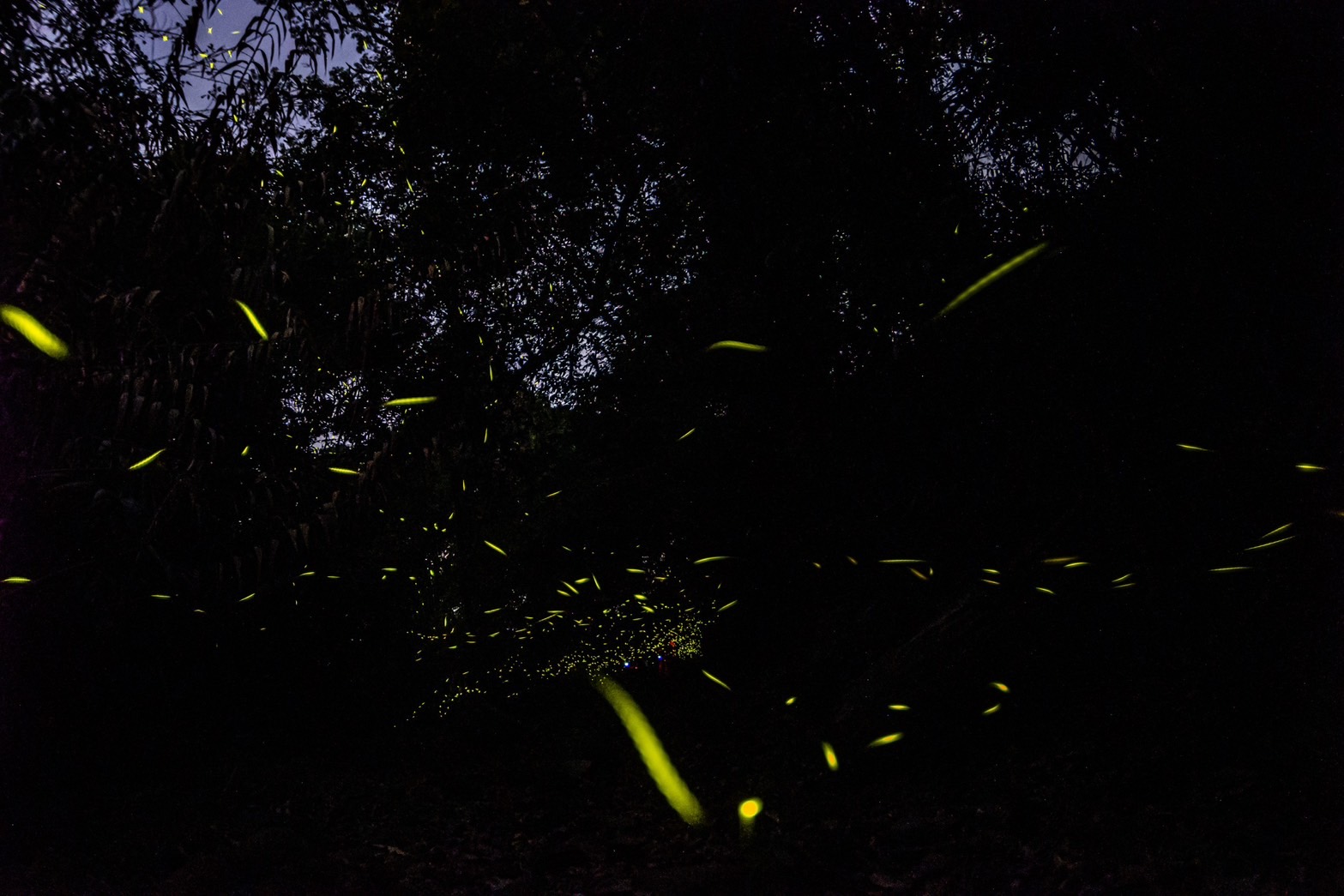 2026螢光花泉季4月11日盛大登場 四部曲串聯楠西春日魅力 邀民眾賞螢、賞花、泡湯、漫遊山城