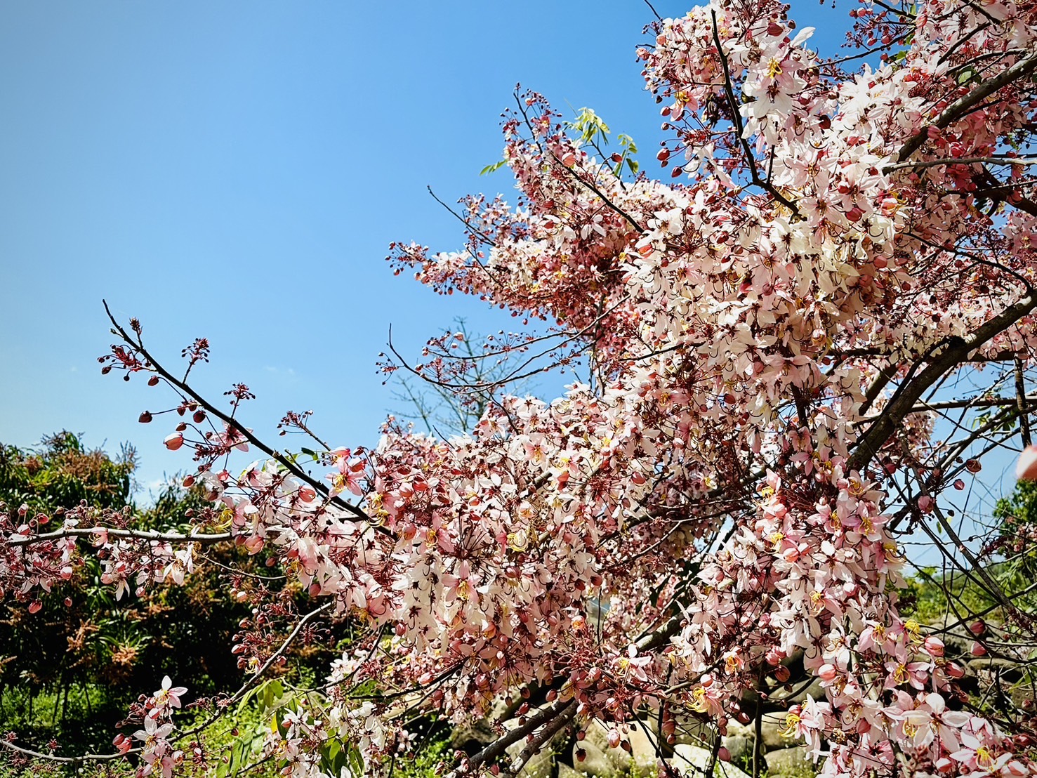 2026螢光花泉季4月11日盛大登場 四部曲串聯楠西春日魅力 邀民眾賞螢、賞花、泡湯、漫遊山城