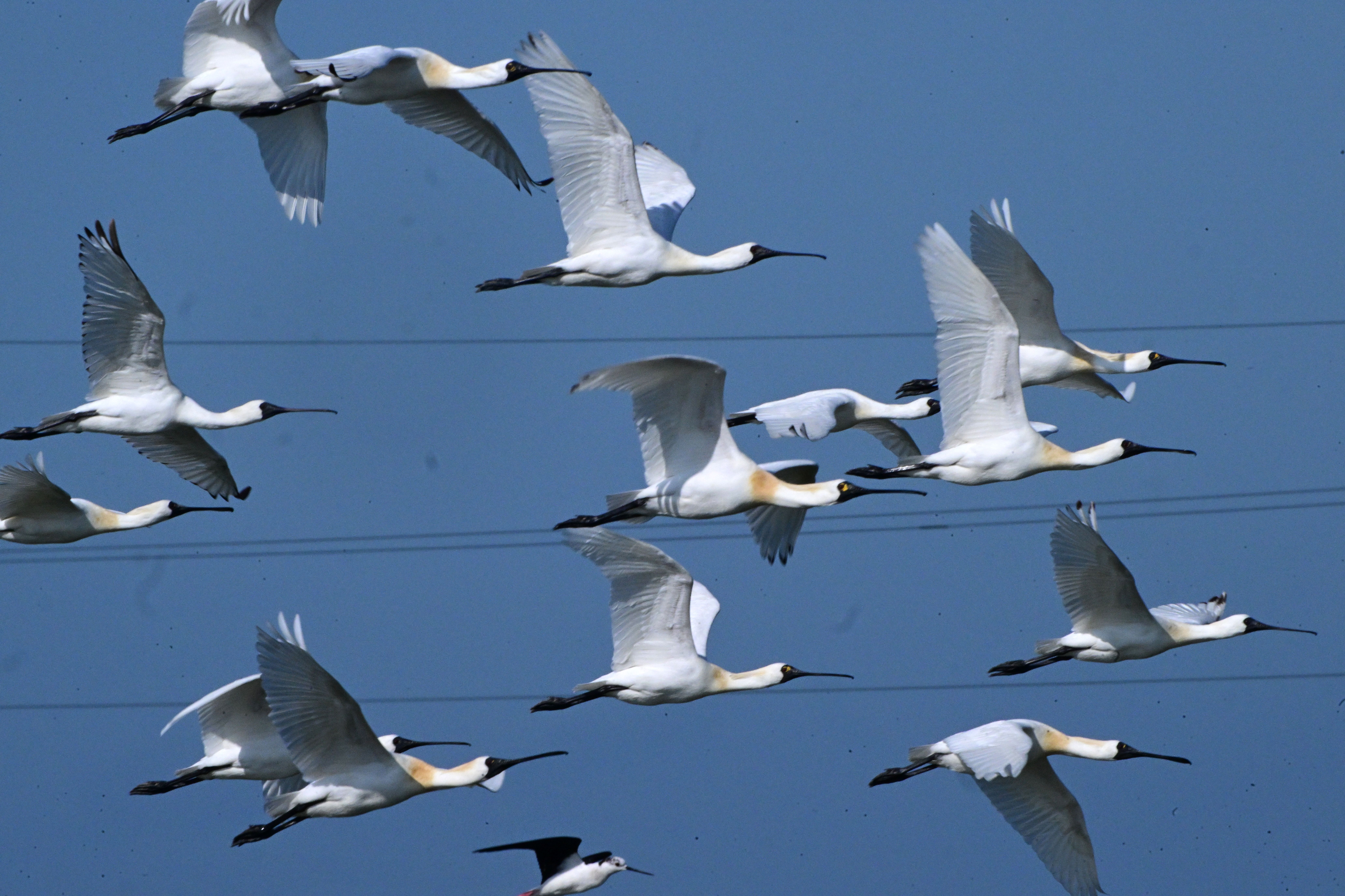 黑琵數量創新高 台南市公私協力守護重要棲地