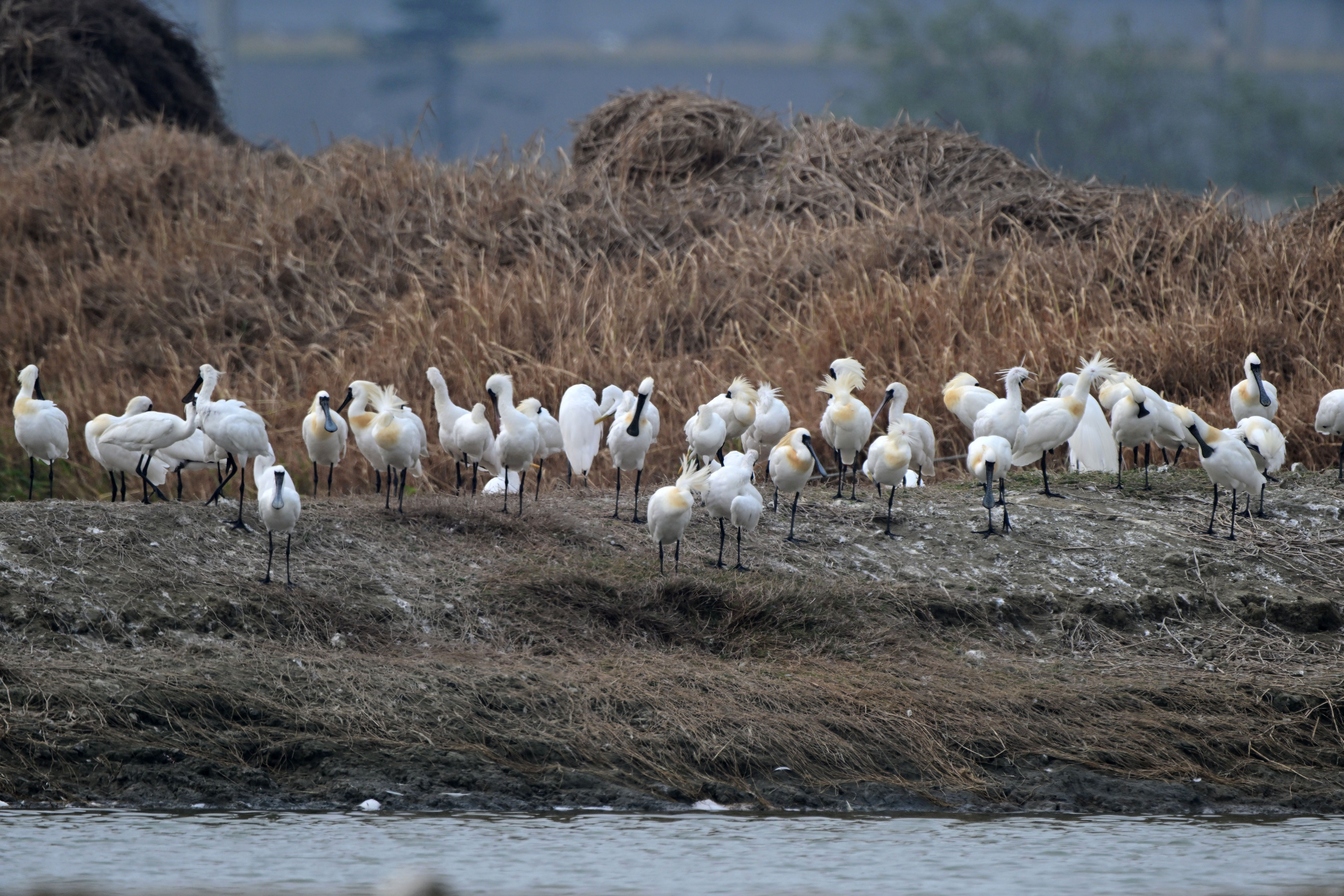 全臺黑琵數量創新高，公私協力營造良好棲地環境