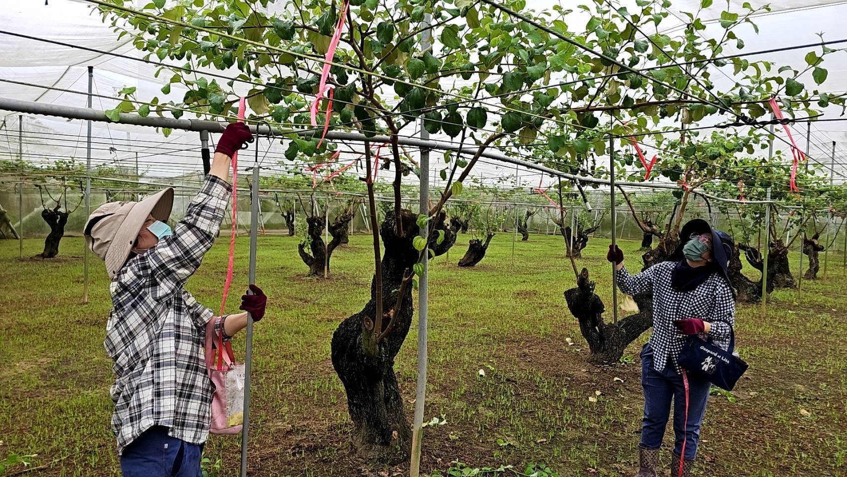 台南市農業保險「棗保」開辦，強化農作物抗災能力