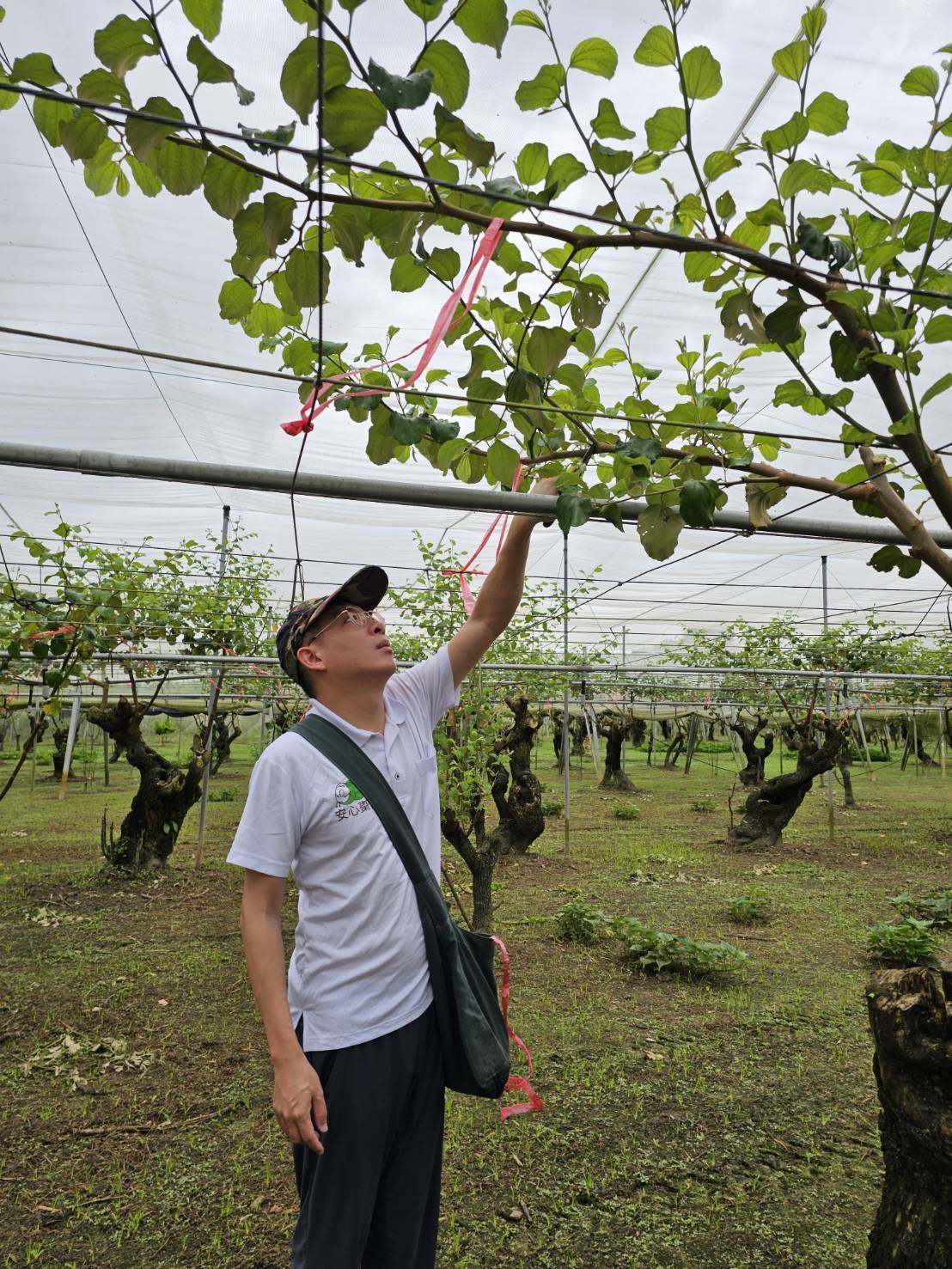 臺南棗保險開始受理投保　打造農業抗災安全網