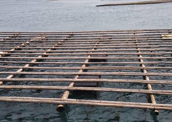 黃偉哲關心牡蠣養殖產業 推動蚵棚與保麗龍浮具改善方案