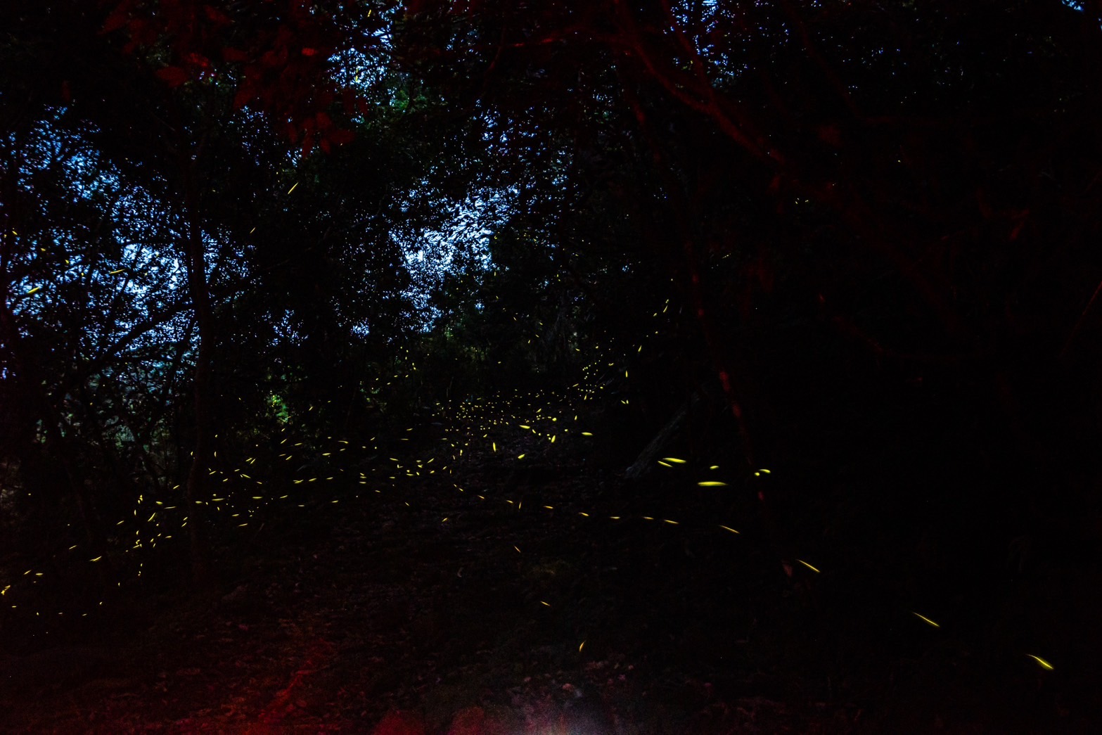 延續花泉熱潮！2026螢光花泉季二部曲登場 春夜追光正當時 梅嶺賞螢真正夯