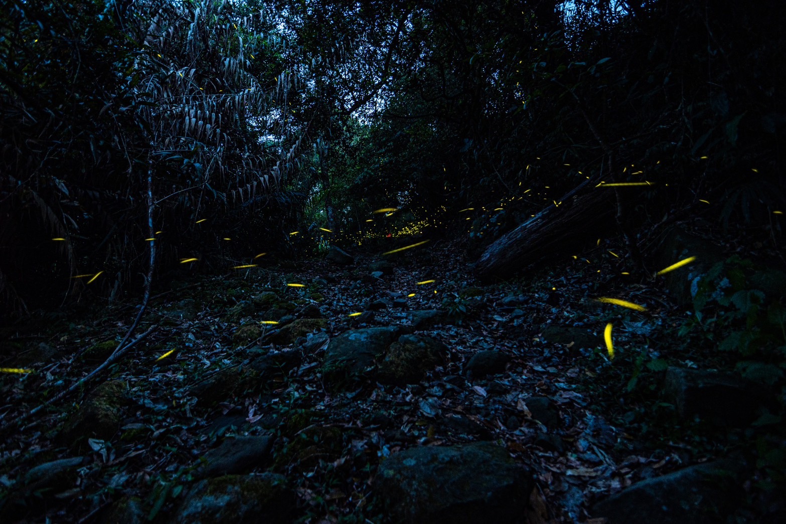 延續花泉熱潮！2026螢光花泉季二部曲登場 春夜追光正當時 梅嶺賞螢真正夯